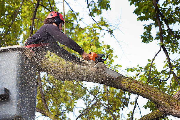 Best Emergency Tree Service  in Mattoon, IL